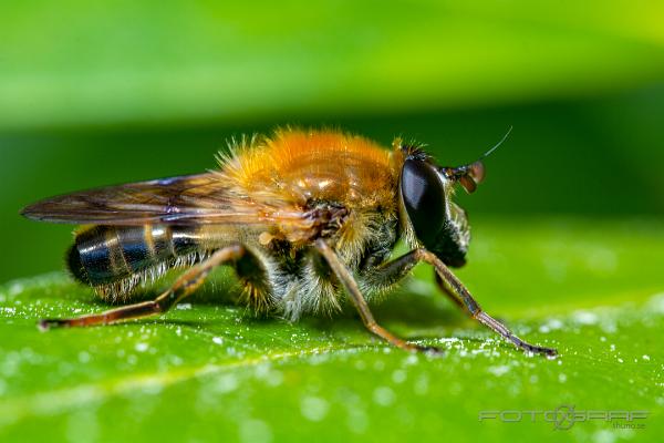 Pale-banded Bearfly