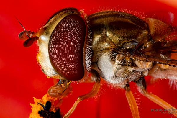 Flower Fly eyes (Blomfluga ögon)