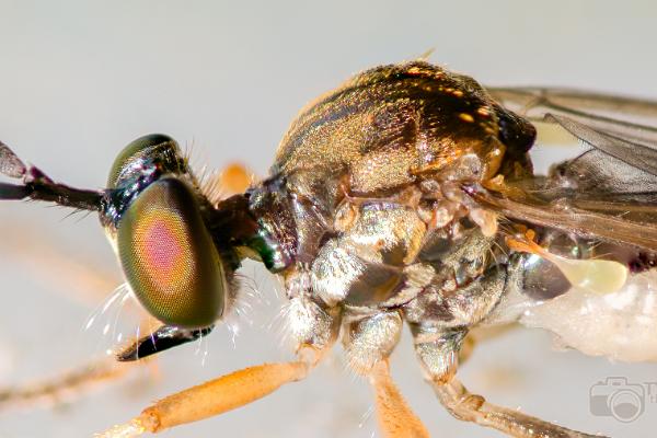 Robberyfly (Rovfluga)