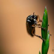 Robberyfly (Rovfluga)