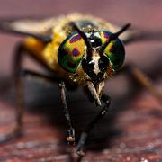 Horse fly (Broms)