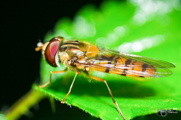 Marmalade Hoverfly ( Flyttblomfluga)