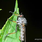 Robberyfly (Rovfluga)