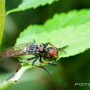 Robberyfly (Rovfluga)