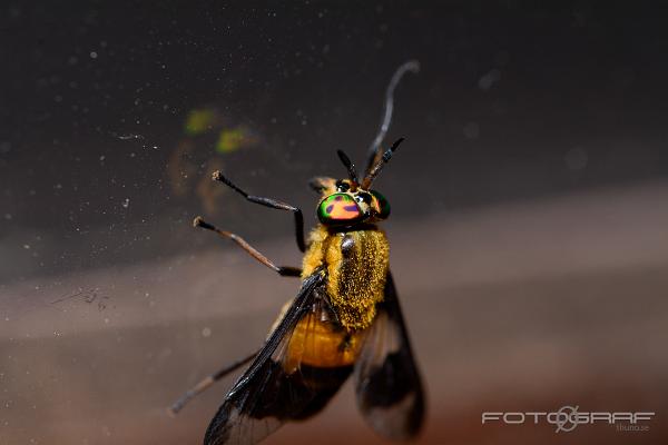 Splayed deer fly (Blindbroms)