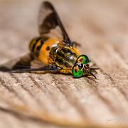 Splayed deer fly (Blindbroms)