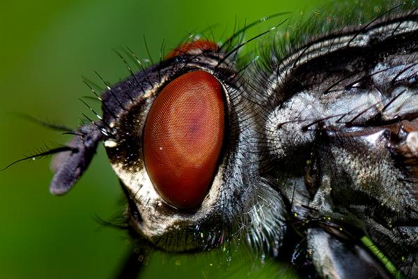 Flesh-fly (Köttfluga)