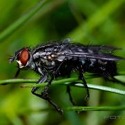 Flesh-fly (Köttfluga)