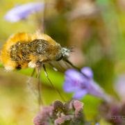 Bee Fly (Stor Svävfluga)