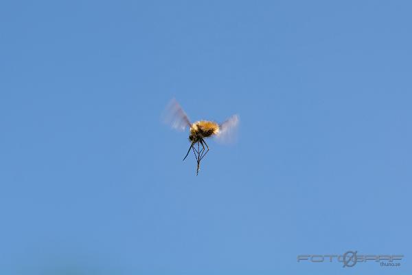 Bee Fly (Stor Svävfluga)