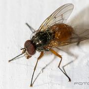 Common orange fly (Husfluga)