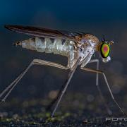 Long-legged flies (Styltfluga)