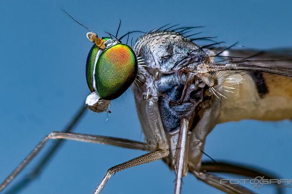 Long-legged flies (Styltfluga)