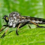 Robber Fly (Rovfluga)