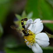 Long hoverfly (Sländfluga)