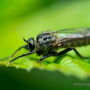 Robber Fly (Rovfluga)