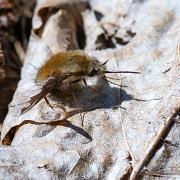 Bee Fly (Svävfluga)