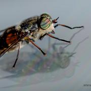 Horsefly (Broms)