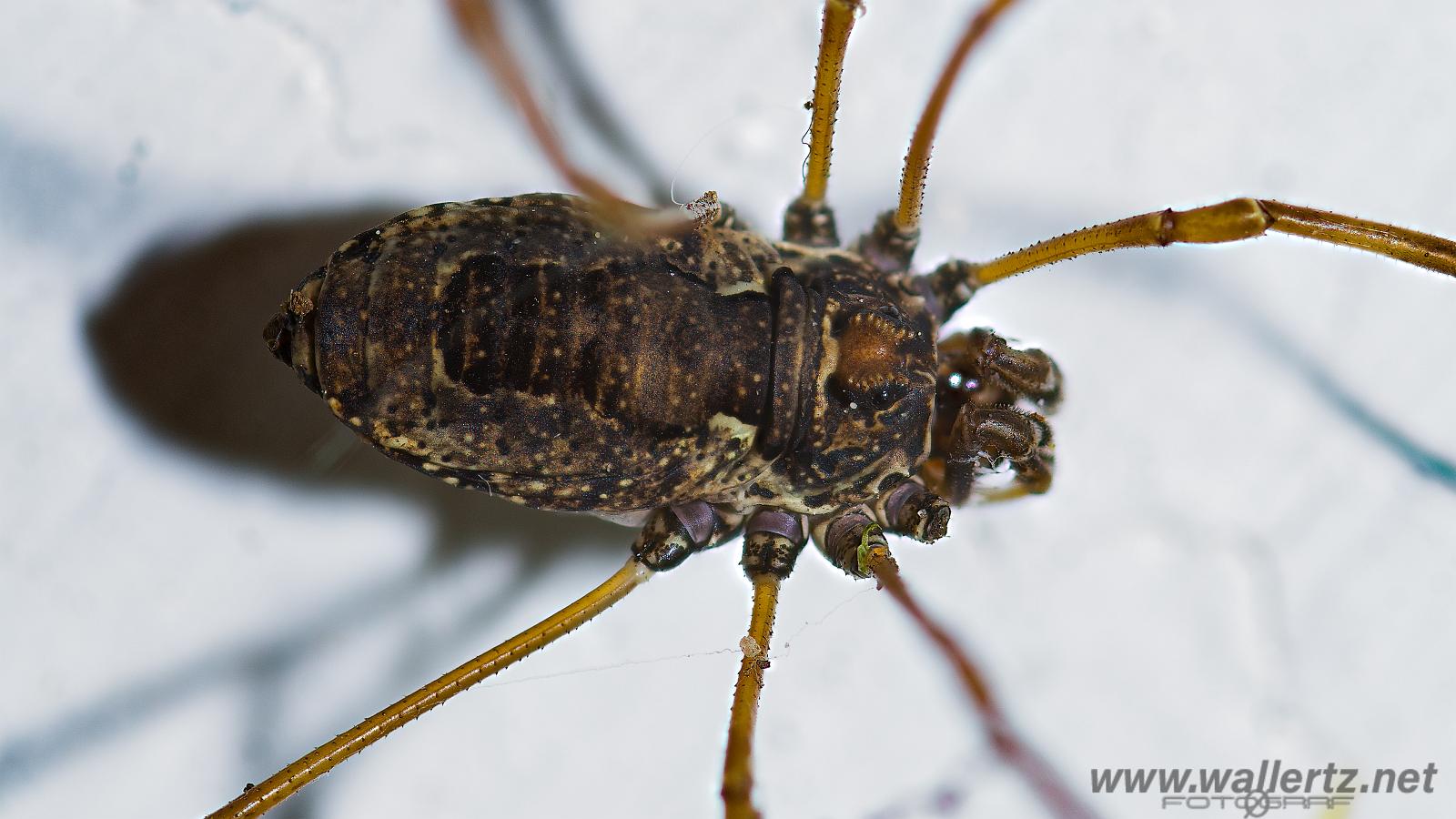 Storögonlocke Platybunus pinetorum