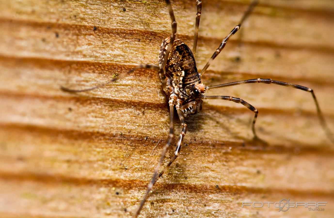 Harvestmen (Storögonlocke) Platybunus pinetorum