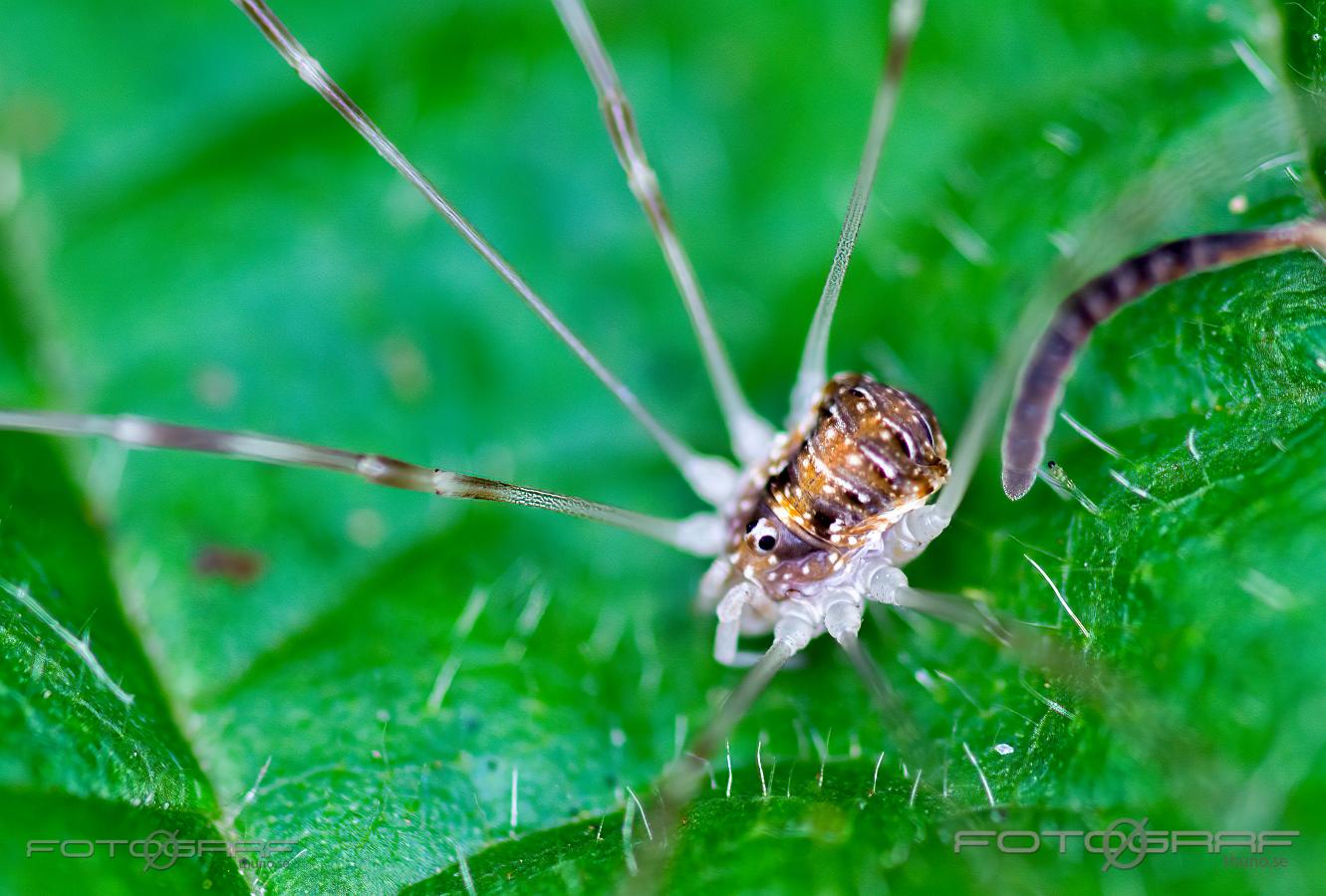 Red Harvestman (Orange vägglocke) Opilio canestrinii