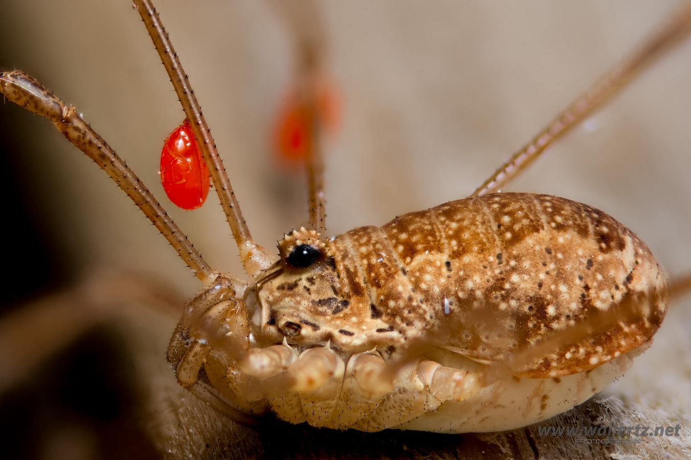 Spring Harvestman (Tidiglocke med kvalster) Rilaena triangularis