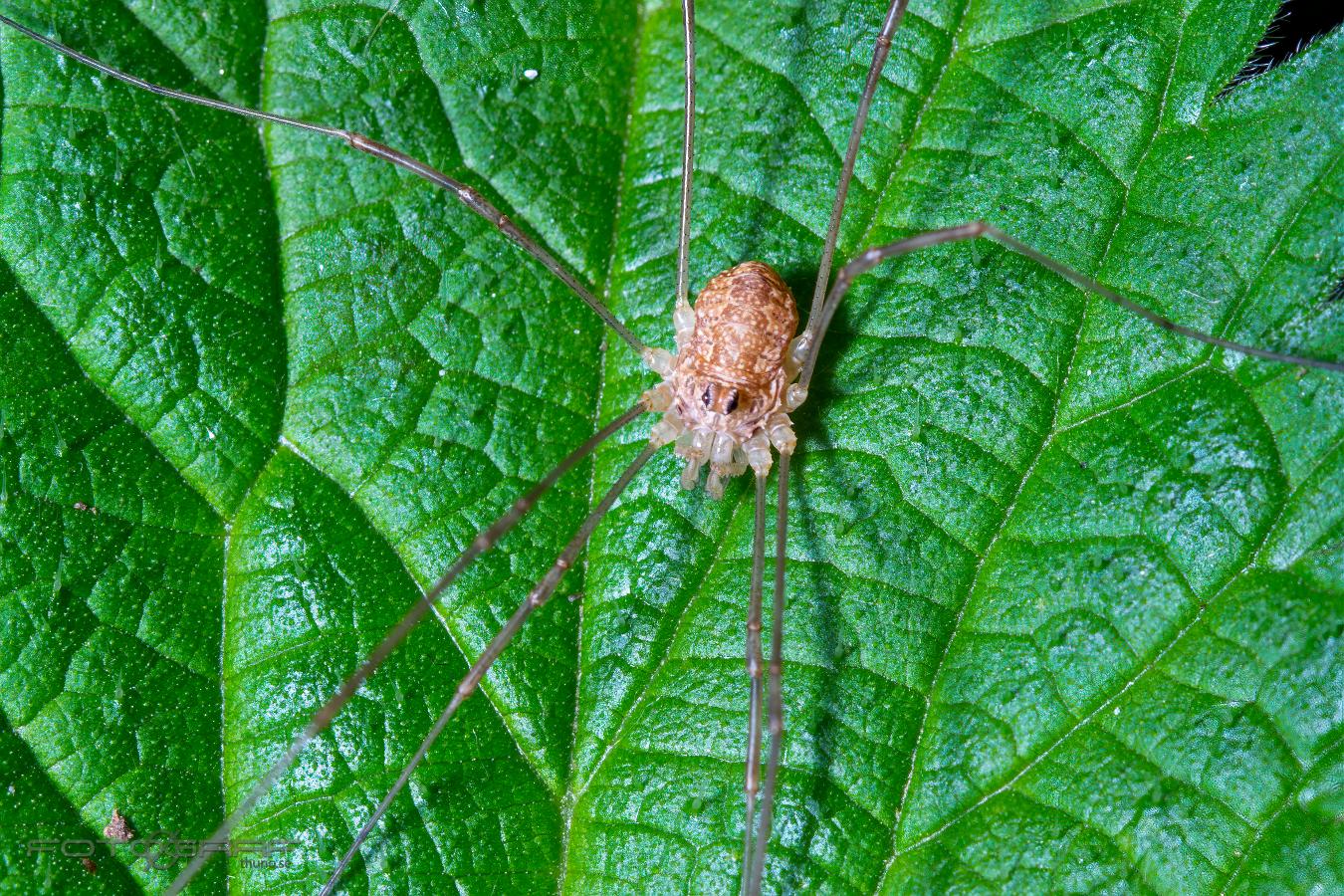 Spring Harvestman (Tidiglocke)