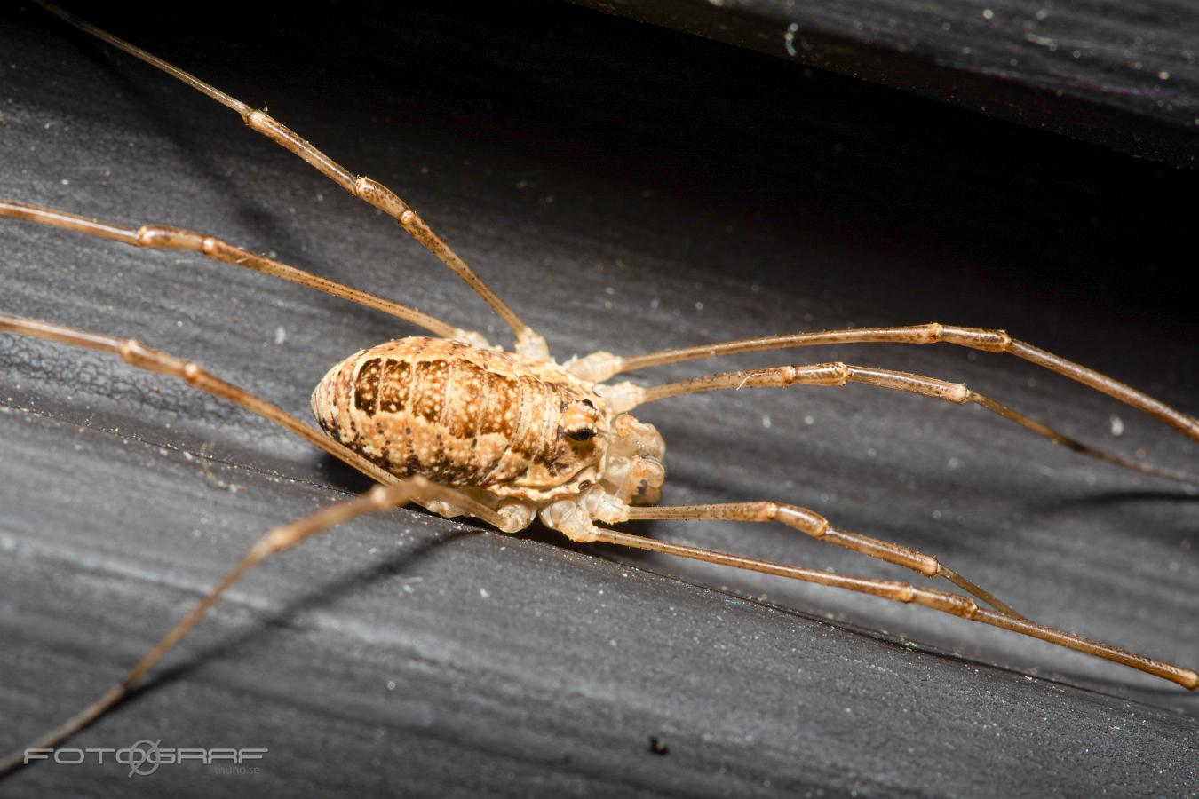 Spring Harvestman (Tidiglocke) Rilaena triangularis