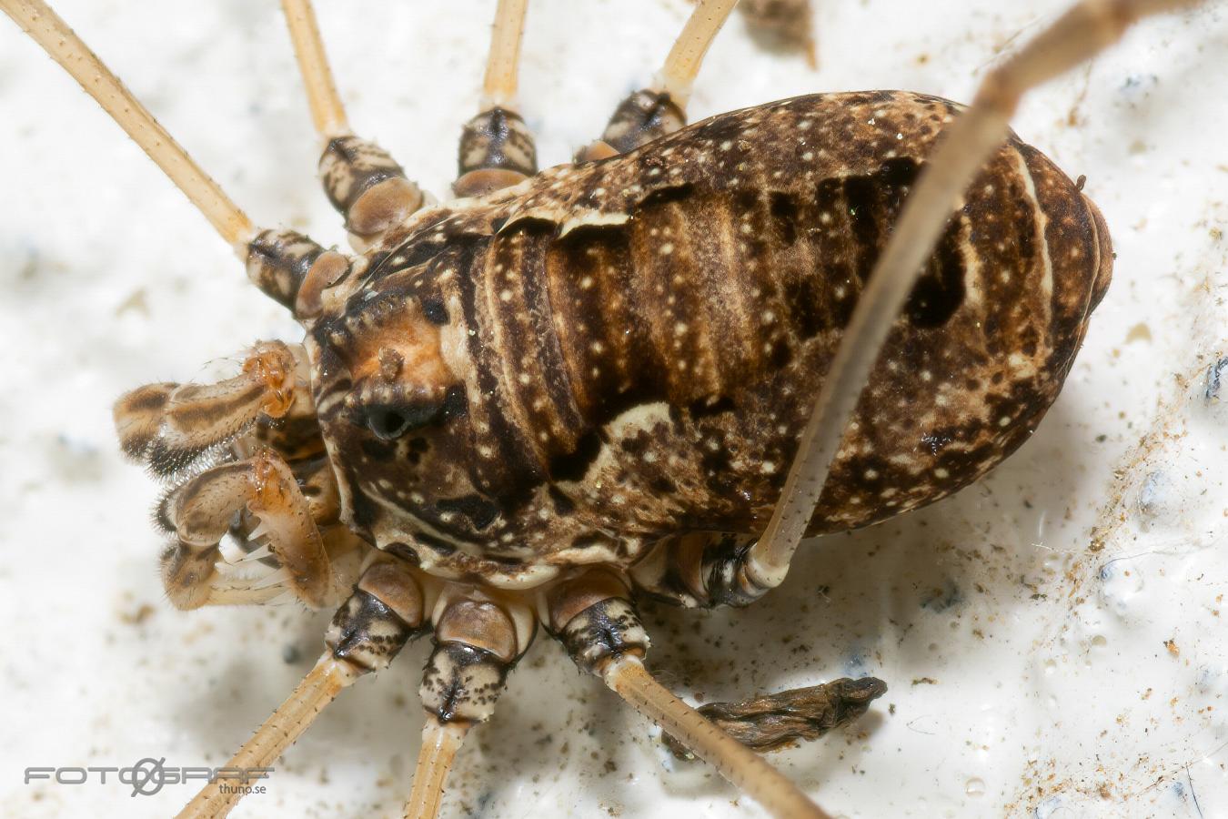 Harvestmen (Storögonlocke) Platybunus pinetorum