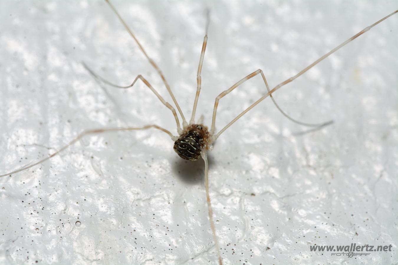 Red Harvestman baby (Orange vägglocke bäbis) Opilio canestrinii