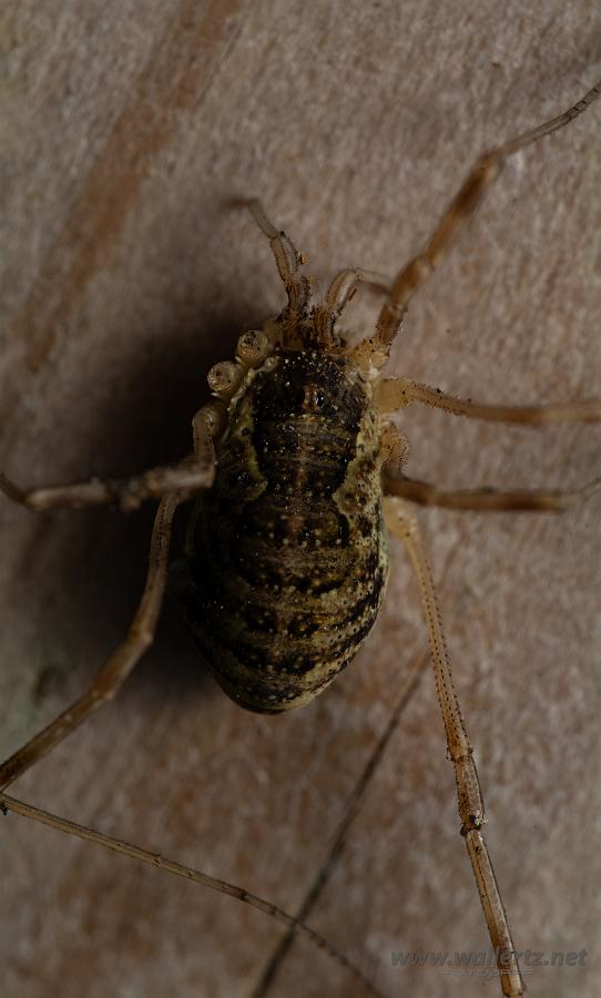 Common harvestman, brown harvestman (Hornlocke) Phalangium opilio