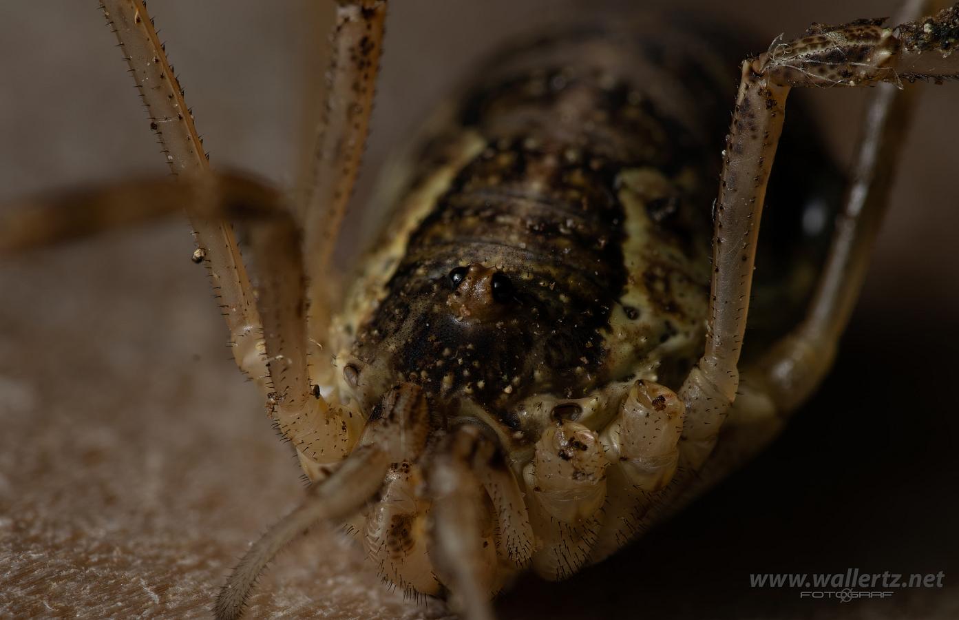 Common harvestman, brown harvestman (Hornlocke)