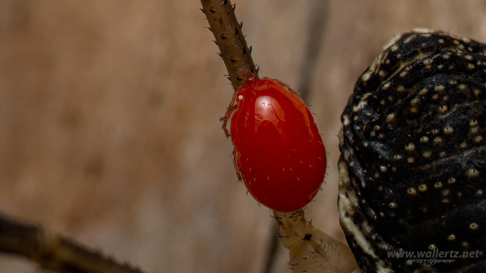 Saddleback harvestman with mite(Sadellockemed kvalster) Mitopus morio & Leptus?