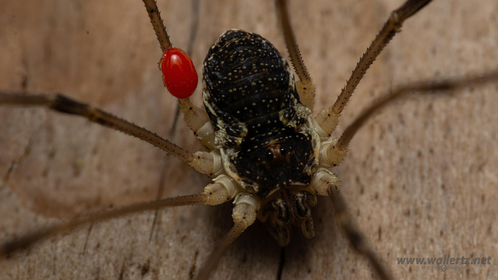 Saddleback harvestman with mite(Sadellockemed kvalster) Mitopus morio & Leptus?