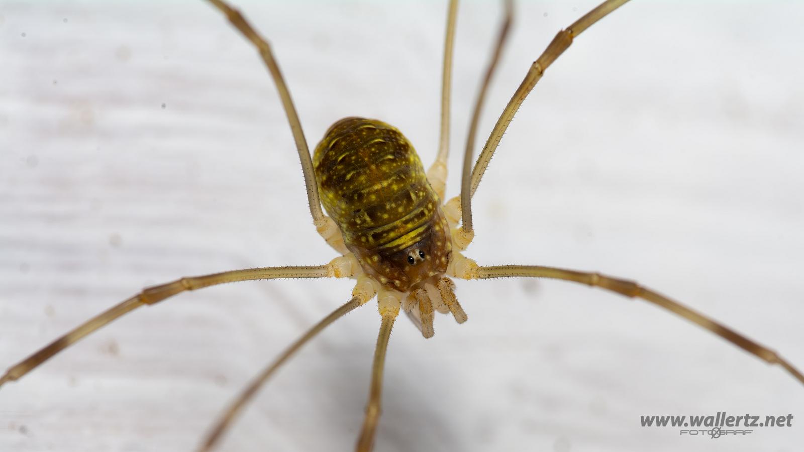 Red Harvestman (Orange vägglocke) Opilio canestrinii