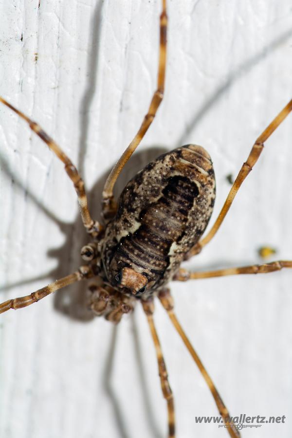 Harvestmen (Storögonlocke) Platybunus pinetorum