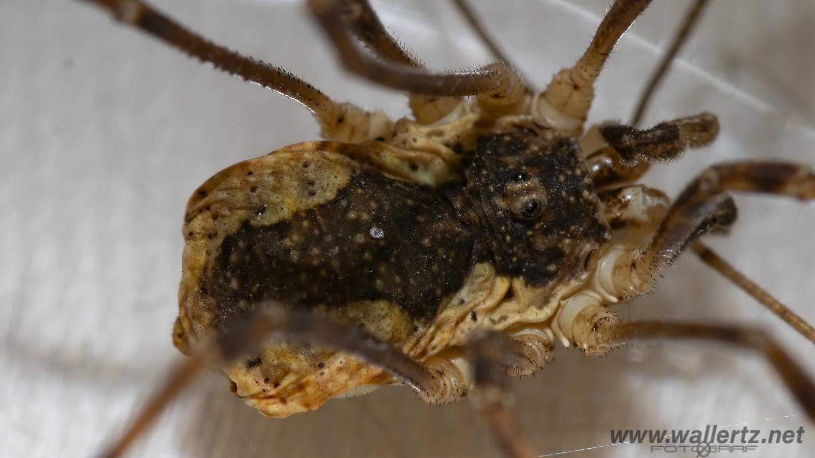 Saddleback Harvestman (Hedlocke) Mitopus morio