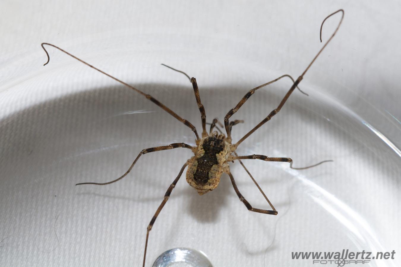 Saddleback Harvestman (Hedlocke) Mitopus morio