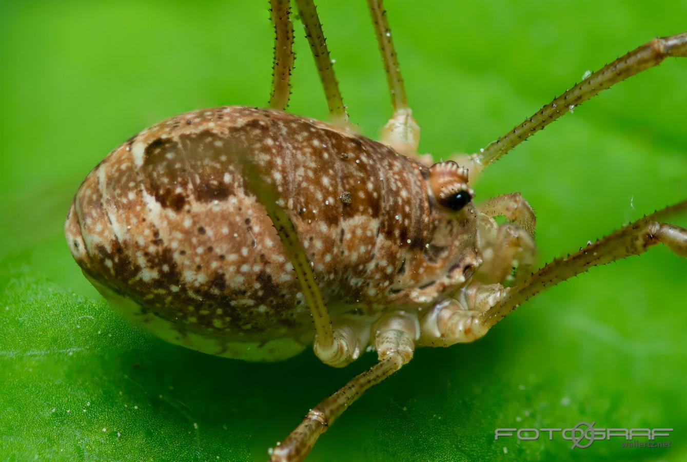 Spring Harvestman (Tidiglocke) Rilaena triangularis