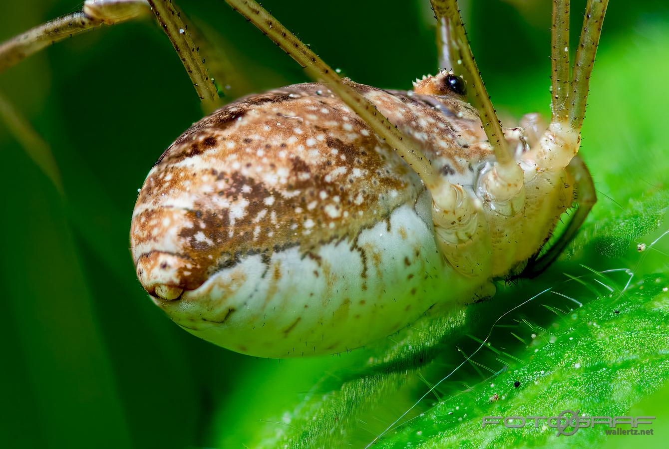 Spring Harvestman (Tidiglocke) Rilaena triangularis