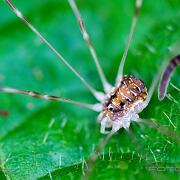 Red Harvestman (Orange vägglocke)