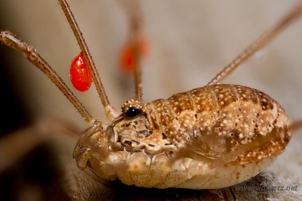 Spring Harvestman (Tidiglocke med kvalster)