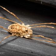 Spring Harvestman (Tidiglocke)