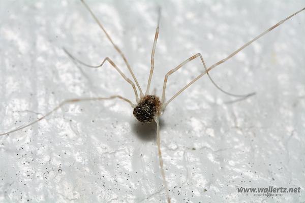 Red Harvestman baby (Orange vägglocke bäbis)