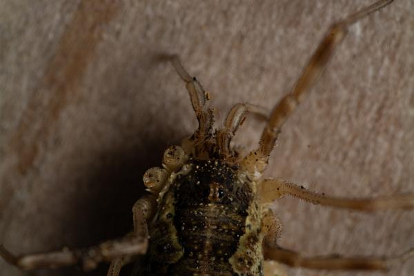 Common harvestman, brown harvestman (Hornlocke)