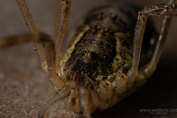 Common harvestman, brown harvestman (Hornlocke)