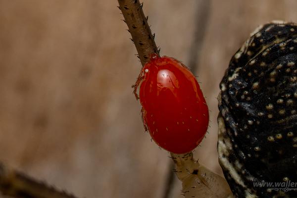 Saddleback harvestman with mite(Sadellockemed kvalster)