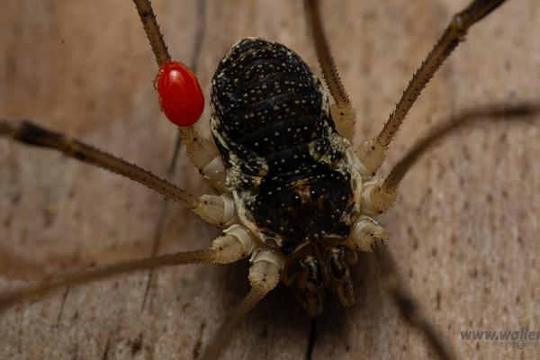 Saddleback harvestman with mite(Sadellockemed kvalster)