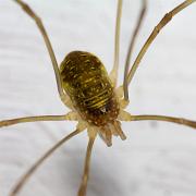 Red Harvestman (Orange vägglocke)