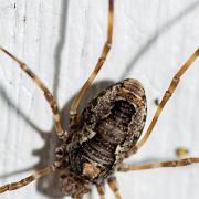 Harvestmen (Storögonlocke)